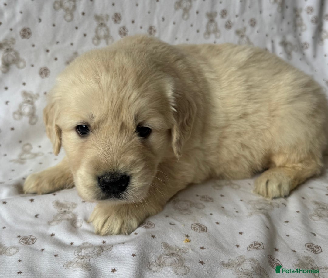 Golden Retriever dogs for sale: Golden Retriever Puppies 🐶🤍 - Image 14