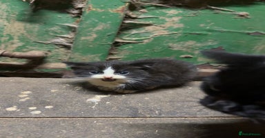 Mixed Breed cats - Advert 3