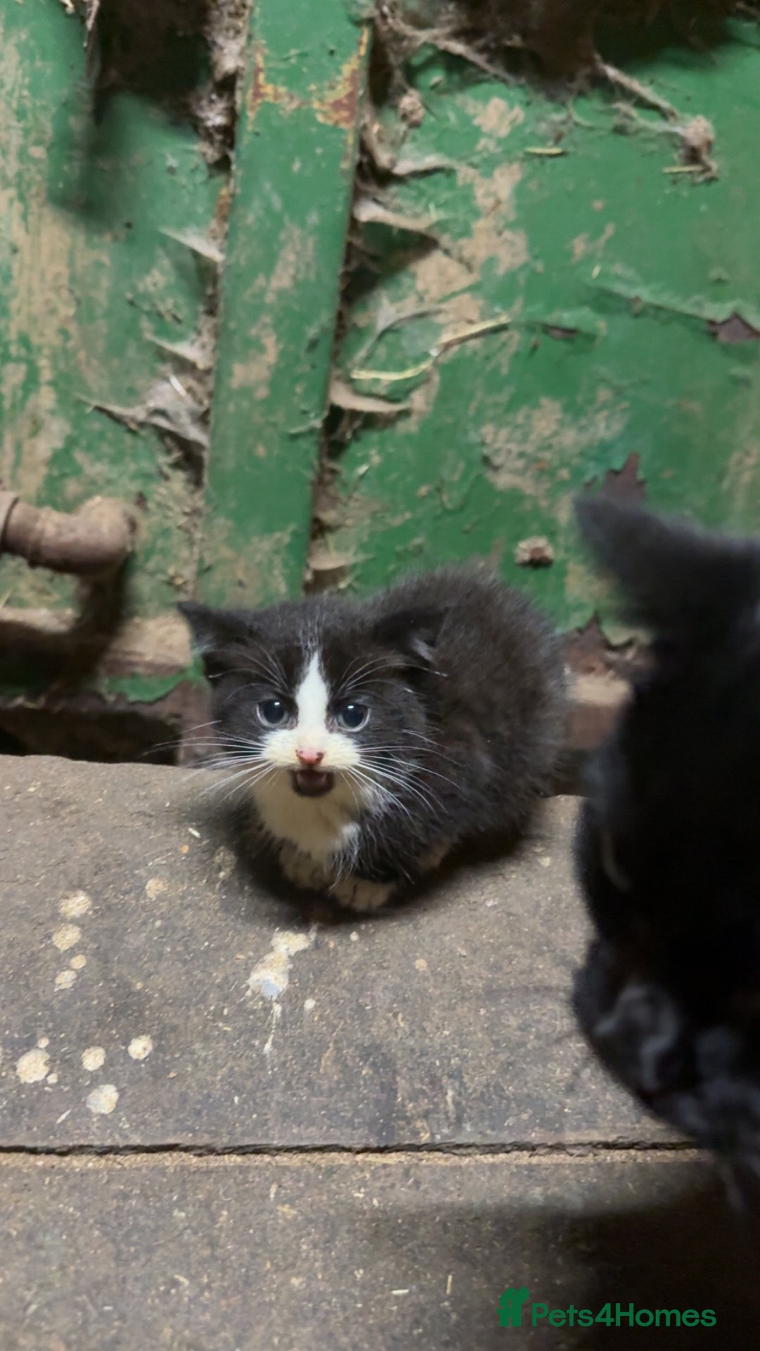 Mixed Breed cats for sale: Two Beautiful Kittens ! - Image 2