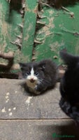 Mixed Breed cats Two Beautiful Kittens ! - Advert 7