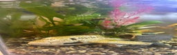 Platies fish for sale: Plates and Rosie barbs for sale - babies - Advert 2
