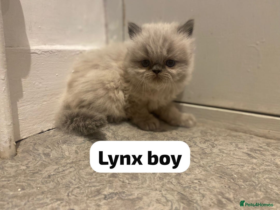 Persian cats for sale: Incredible exotic Persian kittens - Advert 10