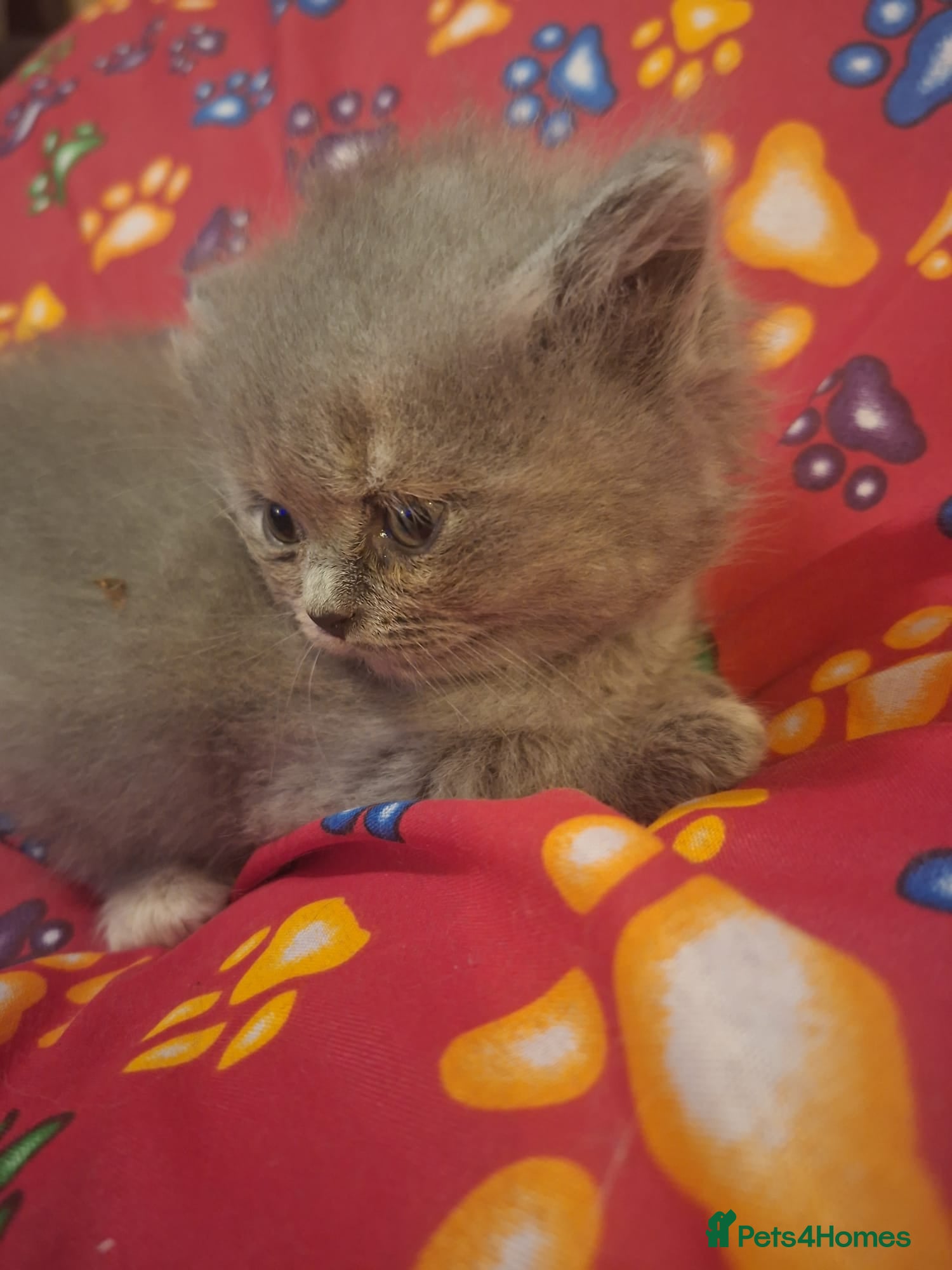 British Longhair cats  Beautiful British Long haired Short haired kitten - Advert 1