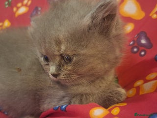 British Longhair cats Beautiful British Long haired Short haired kitten - Advert 1