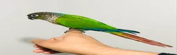 Conures birds for sale: Beautiful Hand Reared Green Cheek Conures for sale - Advert 9