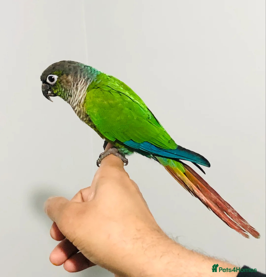 Conures birds for sale: Beautiful Hand Reared Green Cheek Conures for sale - Advert 9