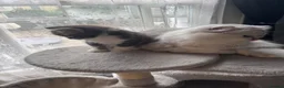 Mixed Breed cats for sale: 4 beautiful kittens for sale  in Bristol - Advert 2
