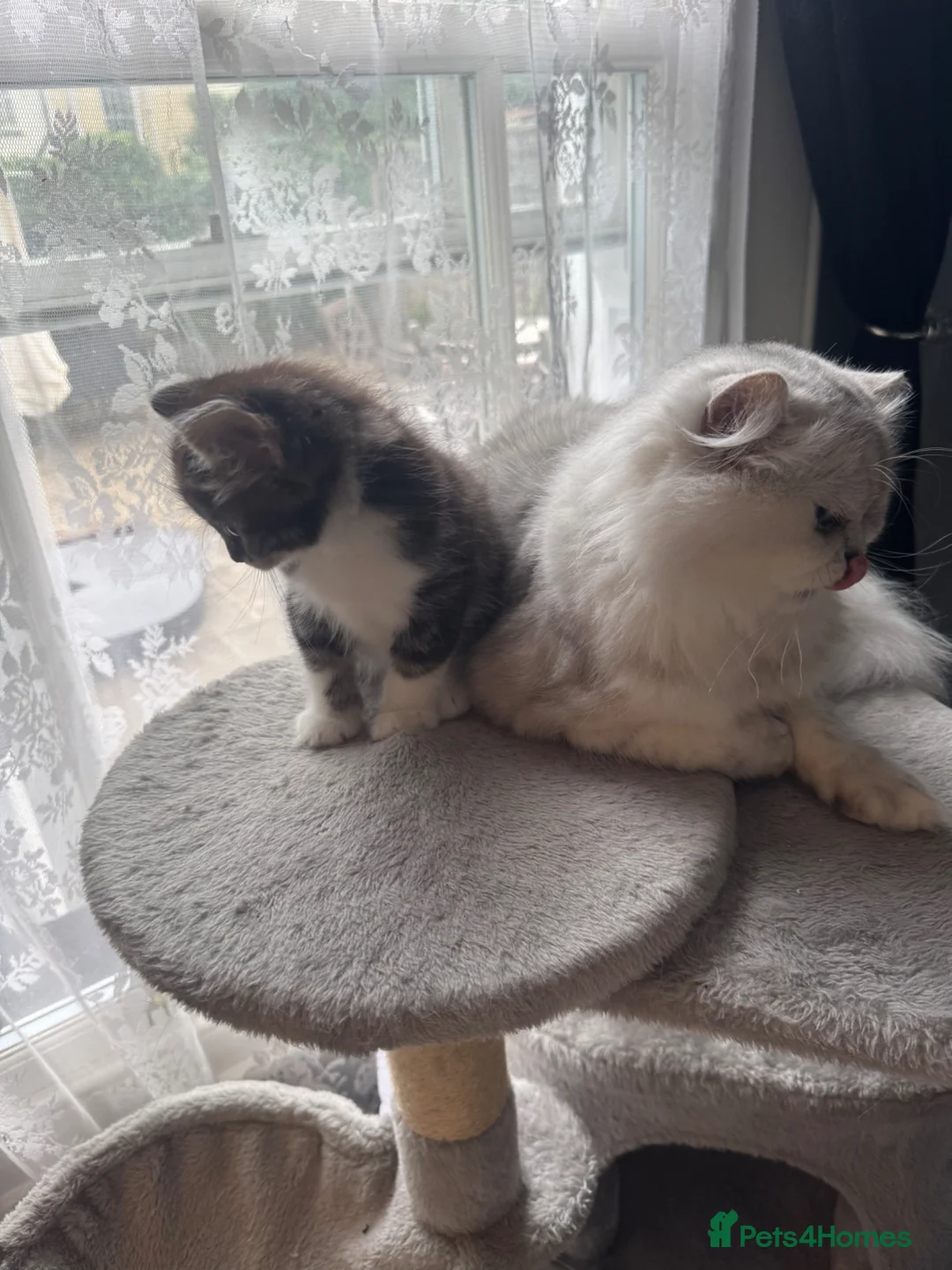 Mixed Breed cats for sale: 4 beautiful kittens for sale  in Bristol - Advert 2