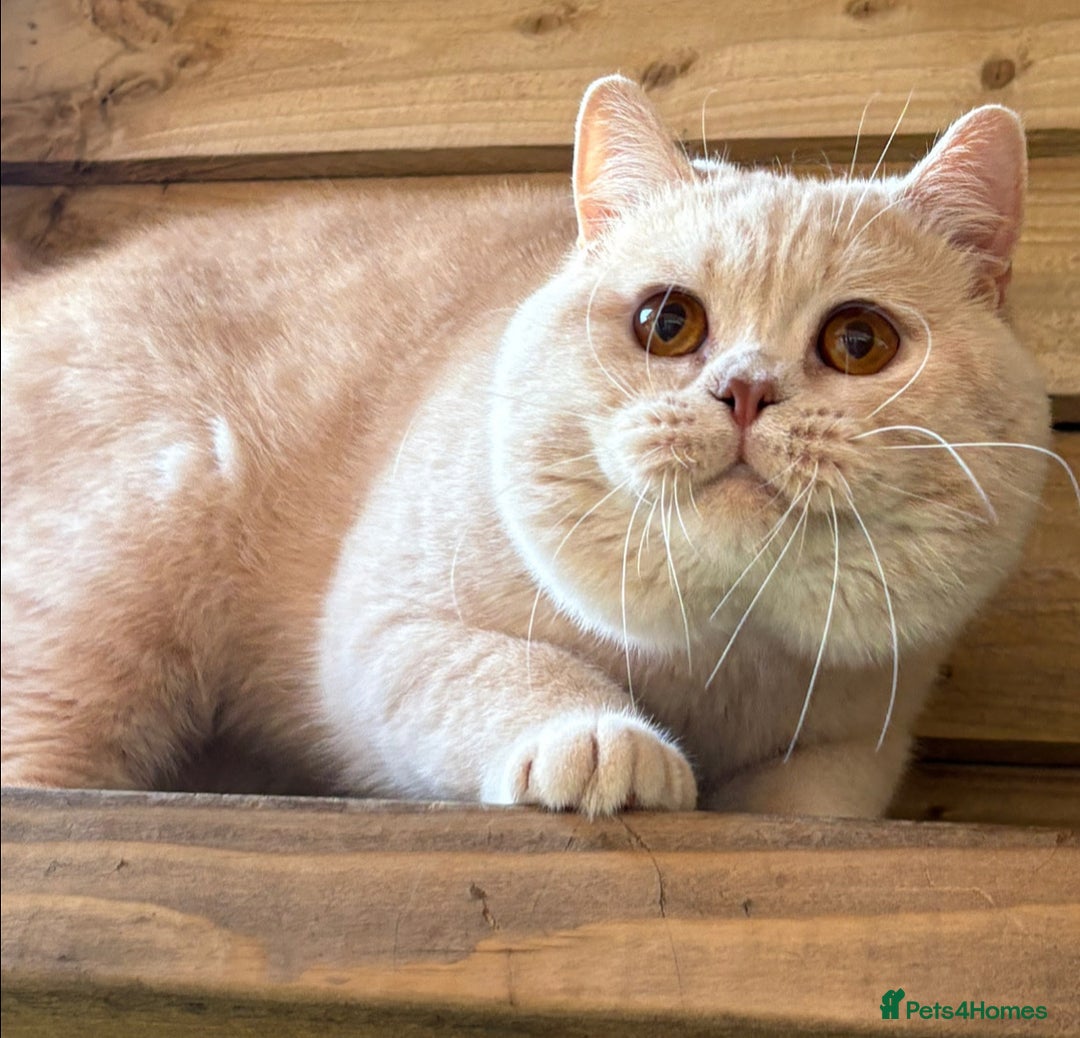 British Shorthair cats for sale: Lovely BSH  - Image 20