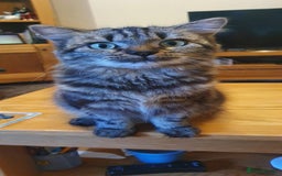 Domestic Shorthair cats for sale: Beautiful cats need rehoming  - Image 3