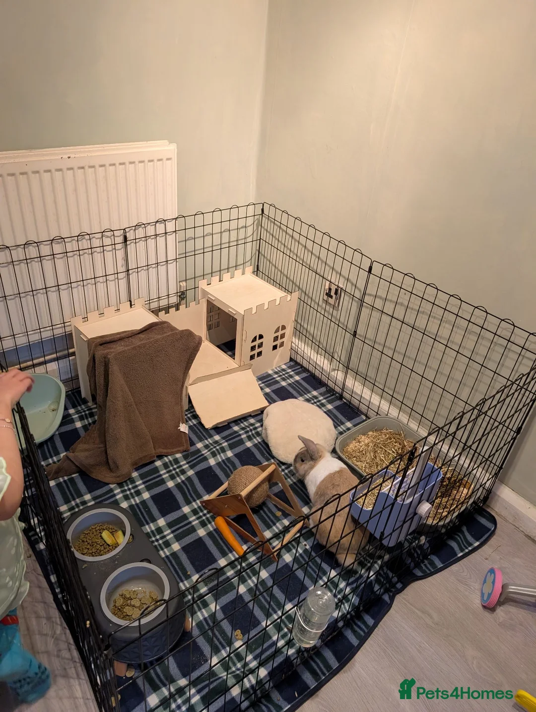 Mixed Breed rabbits for sale: Indoor Rabbit  in Abertillery - Advert 2
