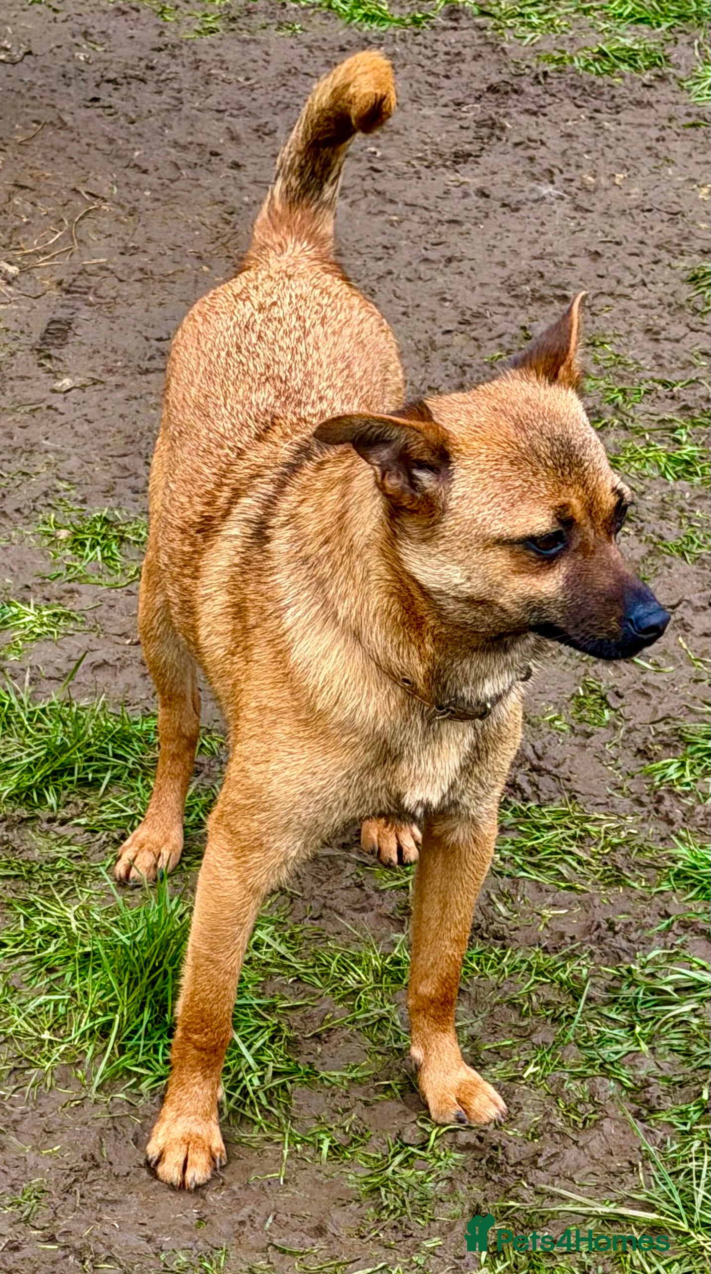 German Shepherd dogs 🐾 RUDY – MINI German Shepard - Advert 2