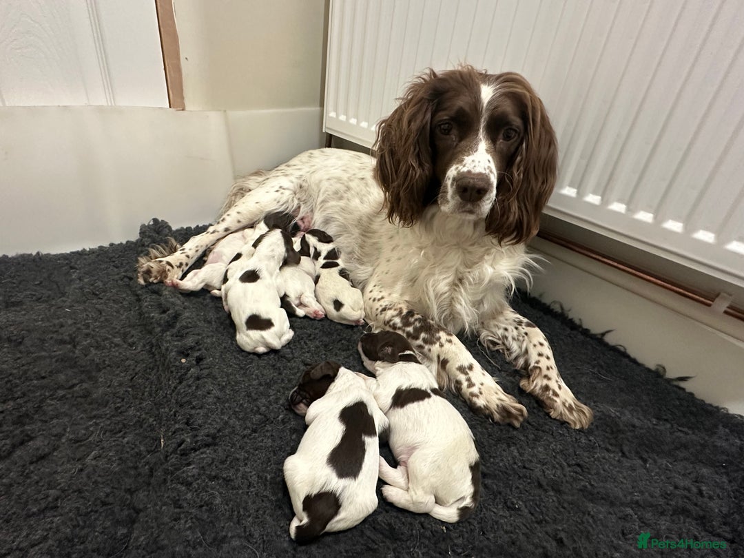 English Springer Spaniel dogs for sale: READY TO GO - KC Reg, Docked, Springer Puppies - Image 11