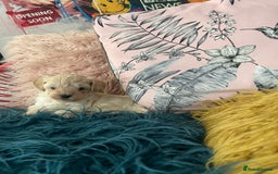 Maltipoo dogs for sale: ❤️XS TOY MALTIPOOS❤️ - Image 8