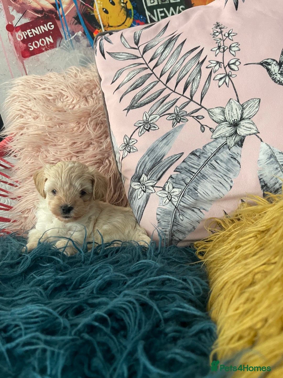 Maltipoo dogs for sale: ❤️XS TOY MALTIPOOS❤️ - Image 8