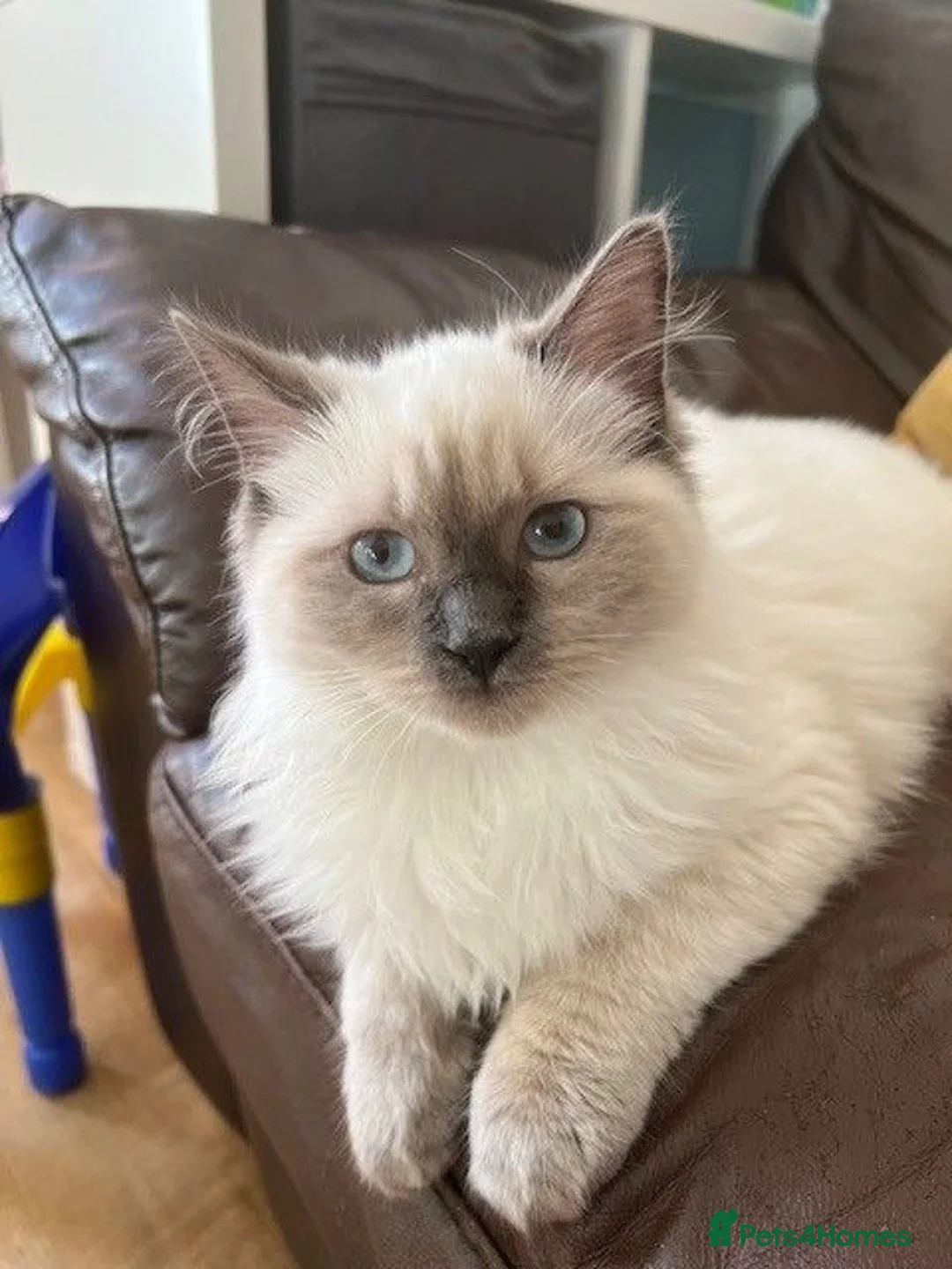 Ragdoll cats for sale: Ragdoll cross domestic shorthair mix kittens in London - Advert 7