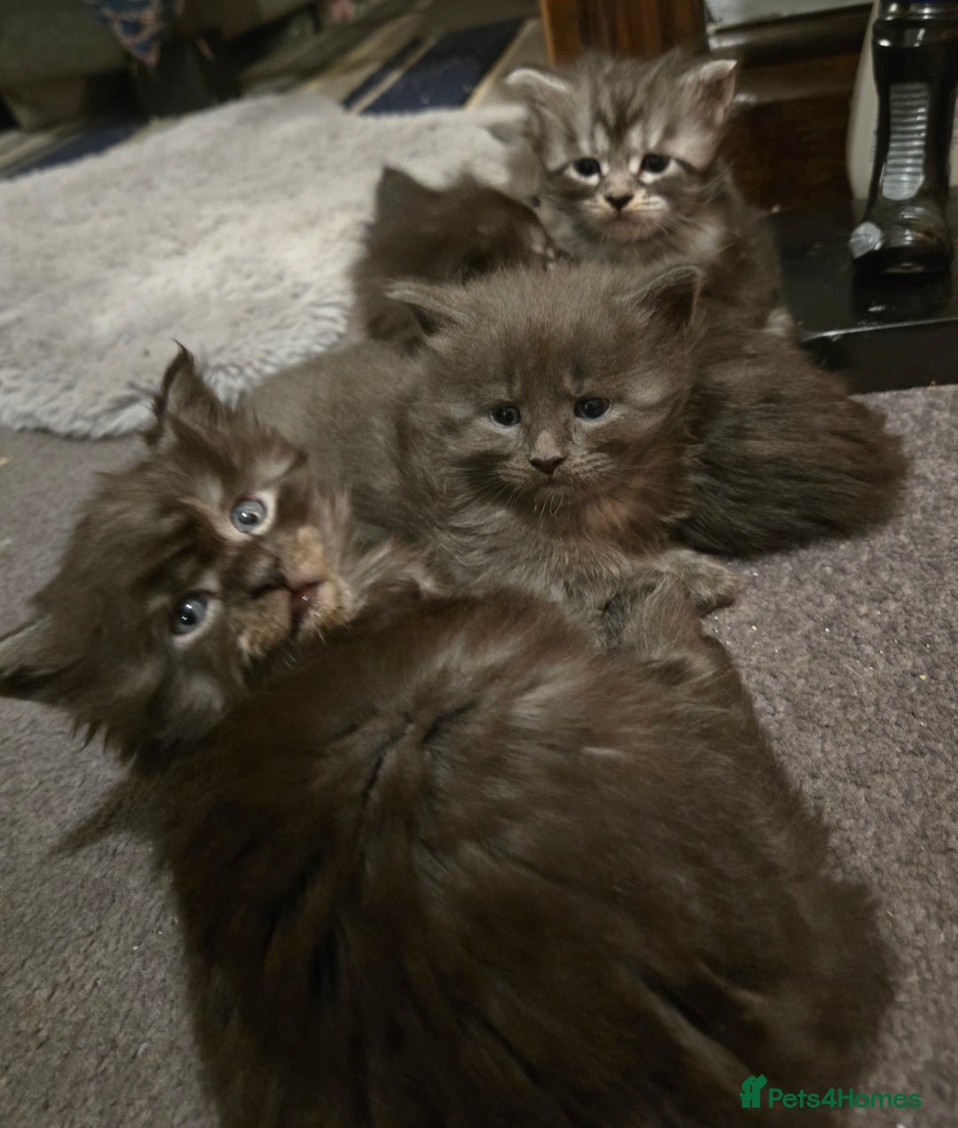 Maine Coon cats for sale: ✨✨ POLLYDACTYL MC  TiCA REG - Advert 22