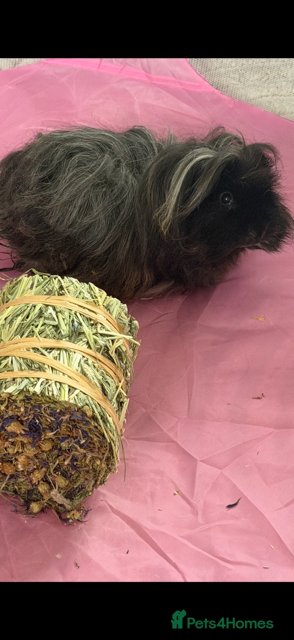 Guinea Pig rodents Male guinea pig  - Advert 2