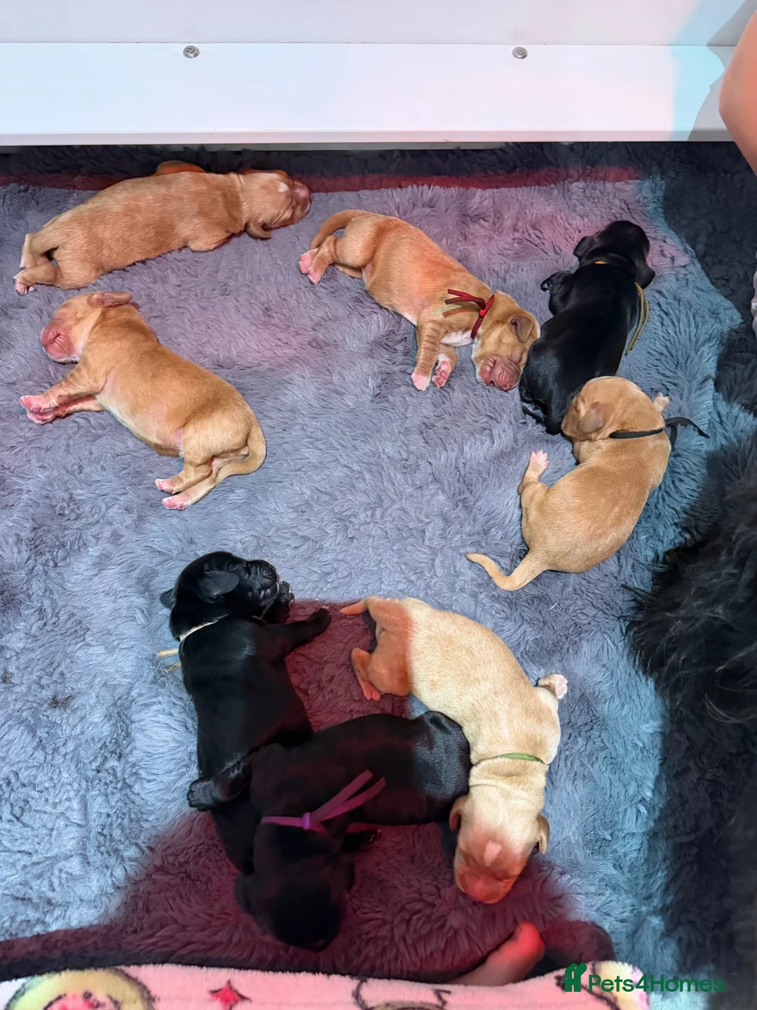 Cockerdor dogs for sale: 🐾 9 BEAUTIFUL COCKERDOR PUPPIES FOR SALE 🐾 - Advert 2