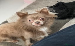 Chihuahua dogs for sale: Lilac Long Hair Chihuahua  - Image 1
