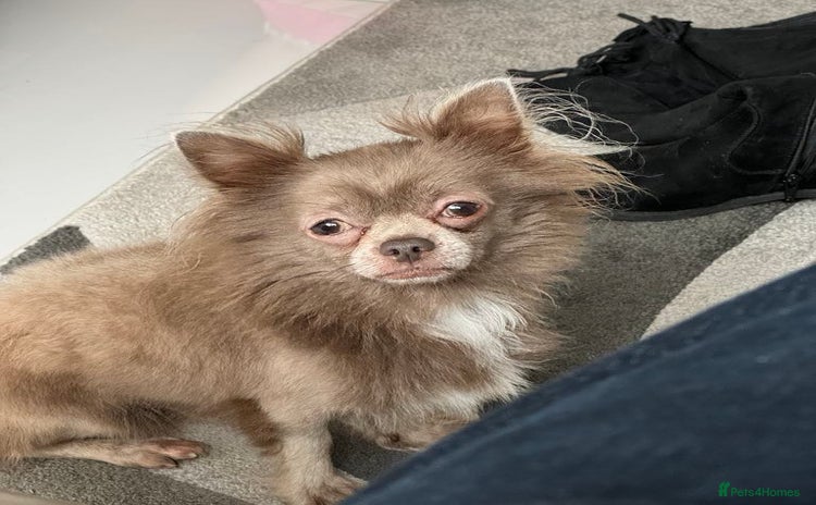 Chihuahua dogs - Advert 1