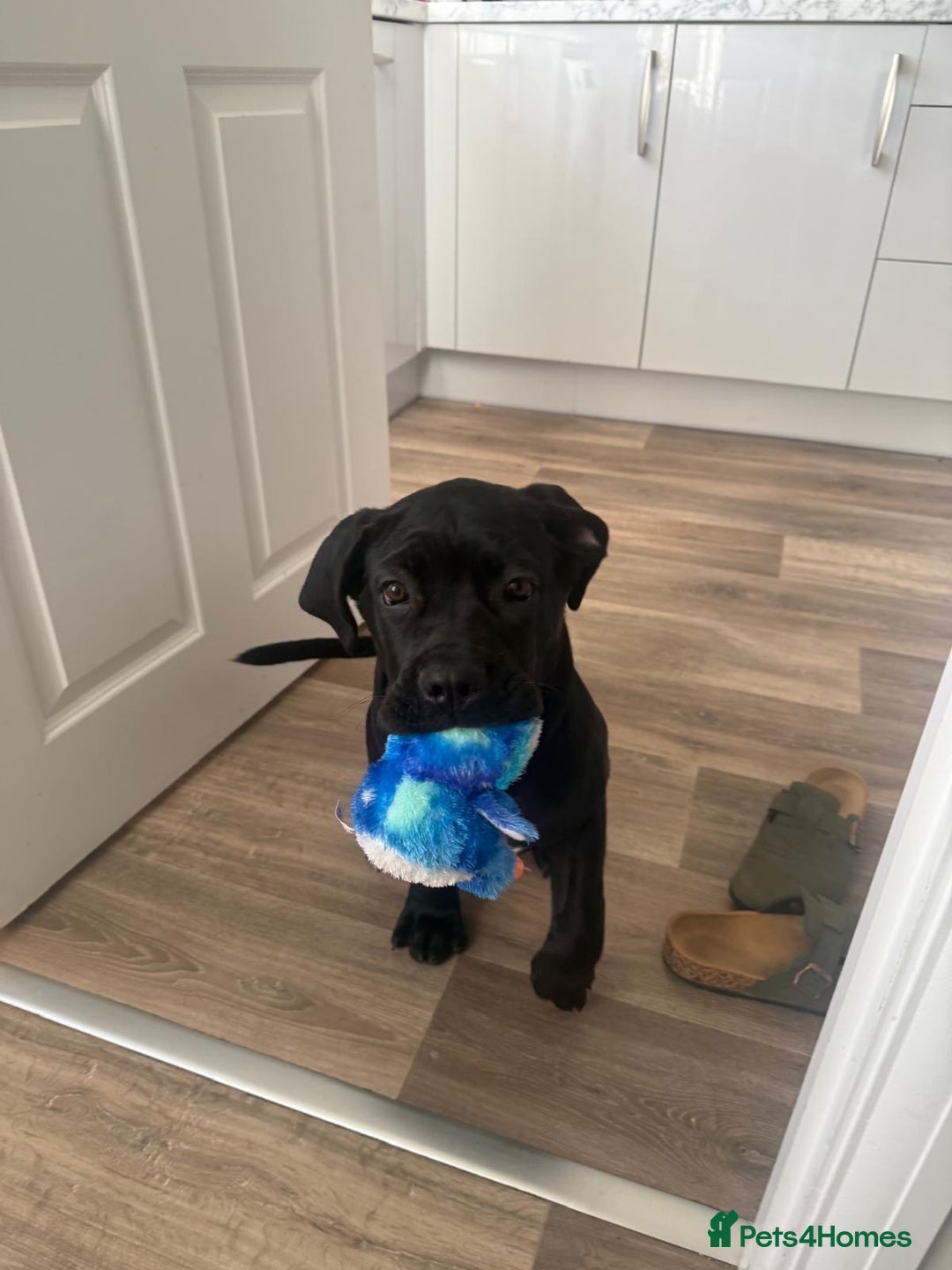 Cane Corso dogs for sale: Cane Corso puppy 4 months old  - Advert 2