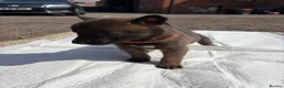 Belgian Shepherd Dog dogs for sale: Mali puppies  in Bishop Auckland - Advert 5