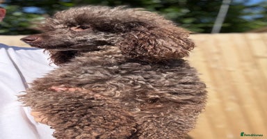 Toy Poodle dogs - Advert 6