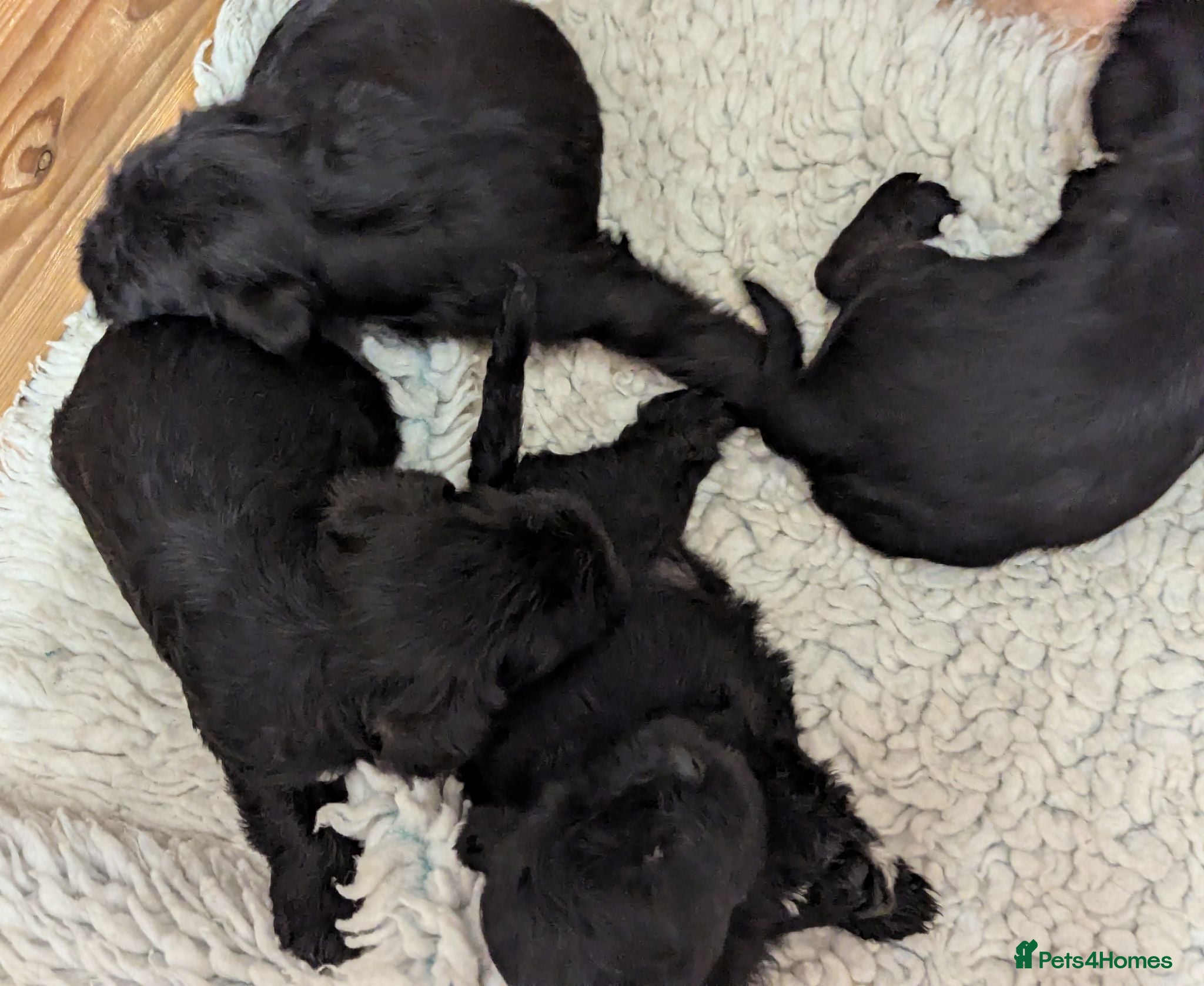 Miniature Schnauzer dogs KC reg'd,Health Tested Miniature Pups 5* Breeder - Advert 2