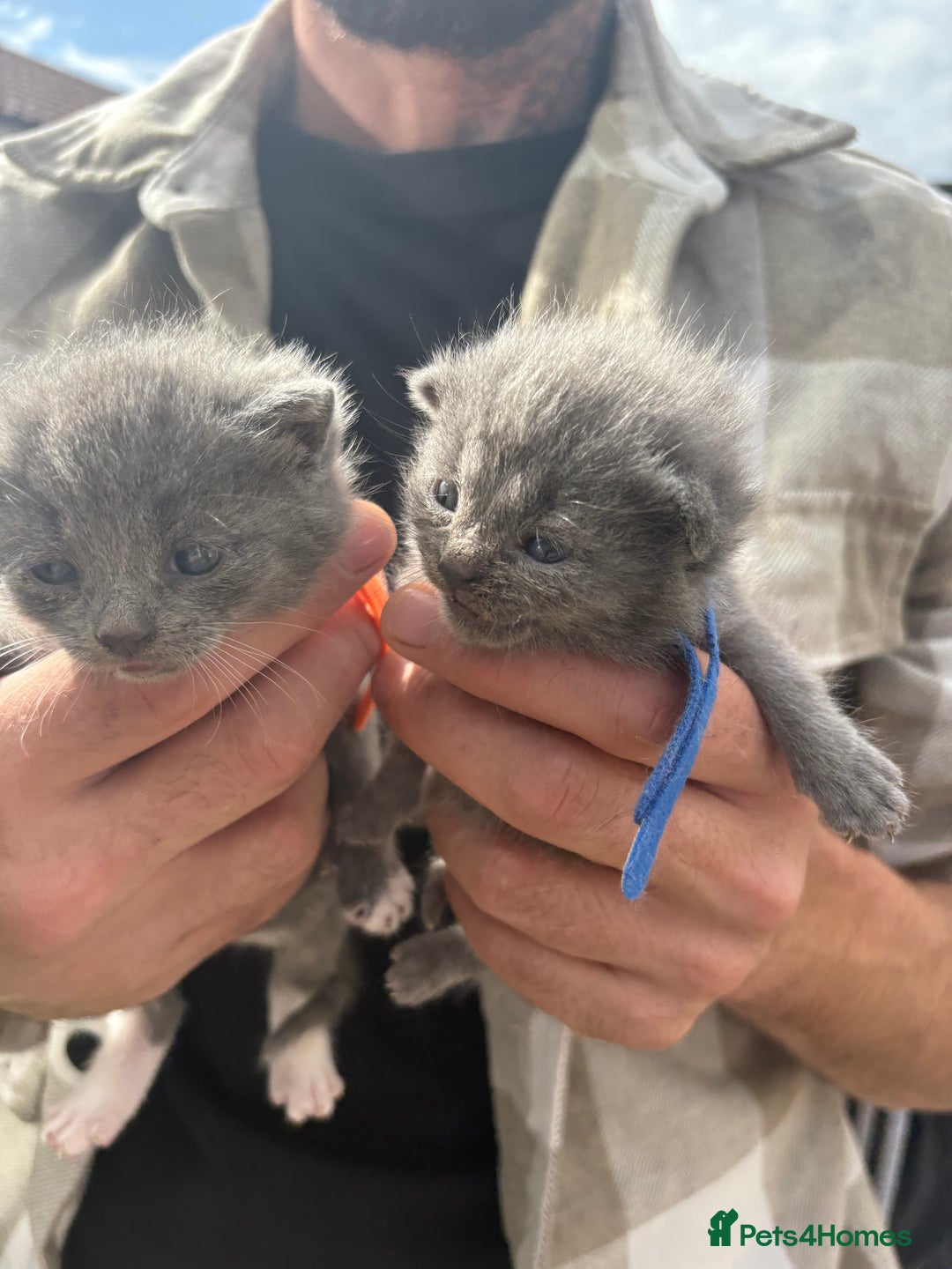 British Shorthair cats for sale: British Shorthair chocolate/grey colours  - Image 9