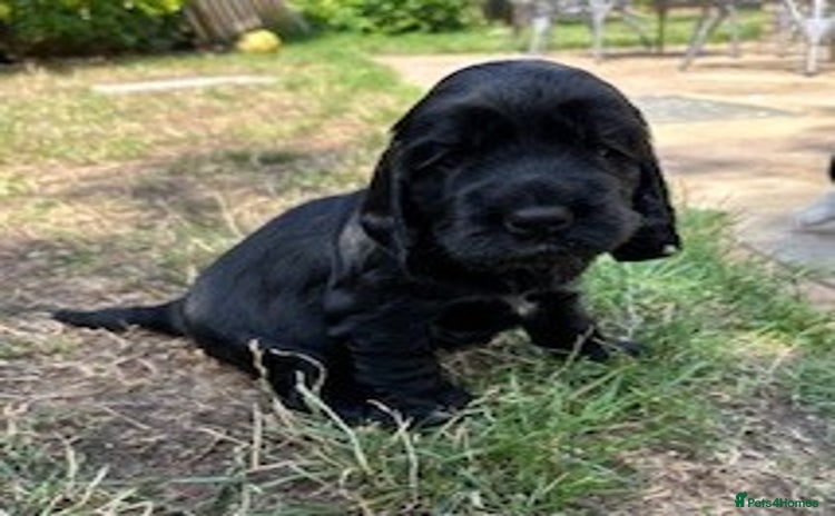Cocker Spaniel dogs - Advert 1