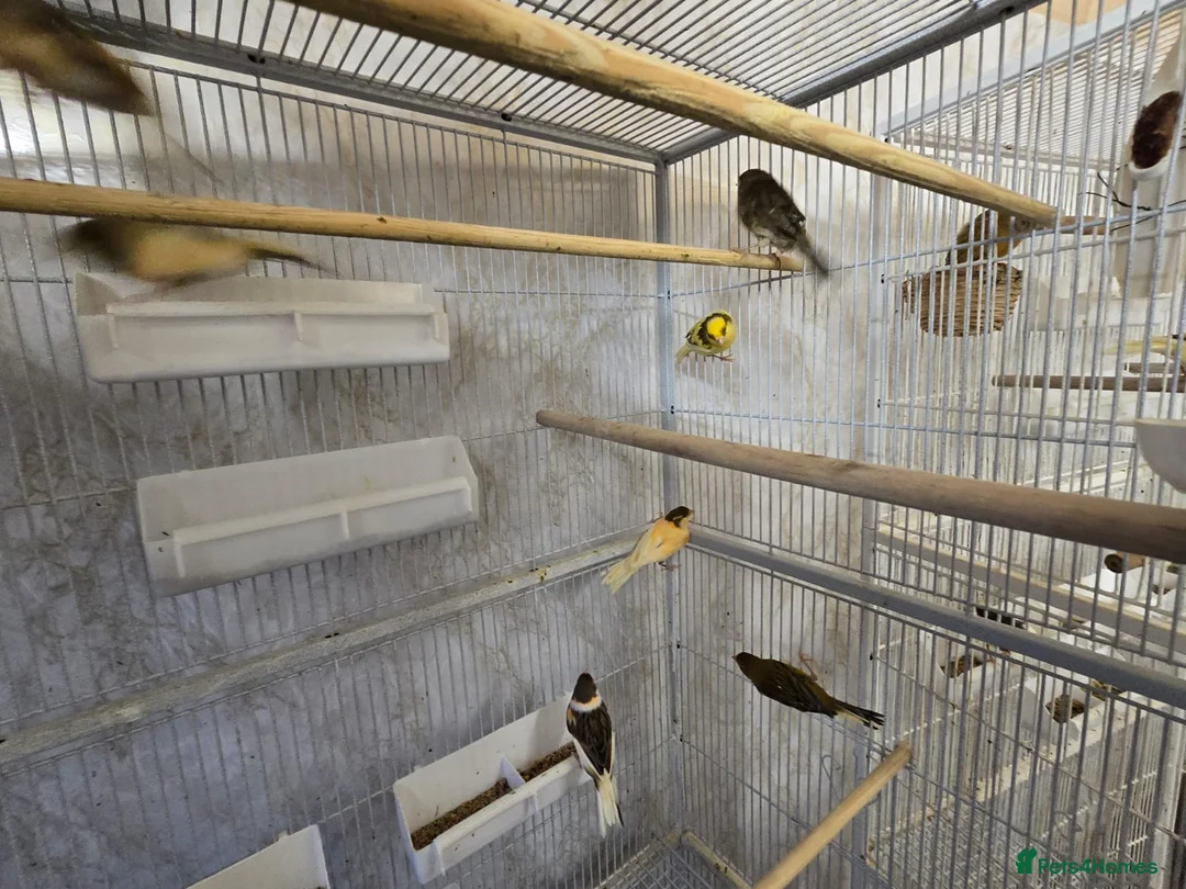 Canaries birds for sale: Beautiful healthy canaries for sale in Manchester  - Advert 21