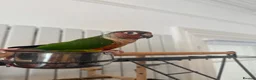 Conures birds for sale: Red factor, yellow sided pineapple conure - Advert 2