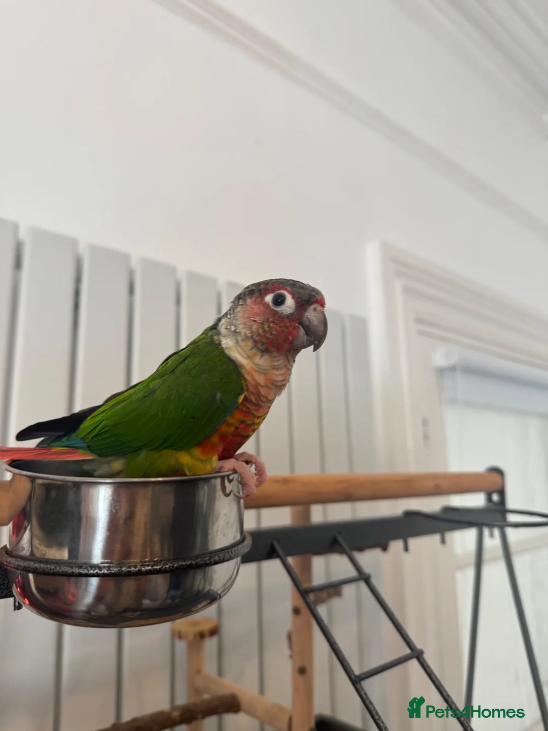 Conures birds for sale: Red factor, yellow sided pineapple conure - Advert 2