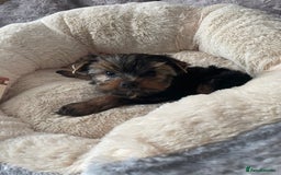 Yorkshire Terrier dogs for sale: Mini Yorkshire terrier puppies  - Image 6