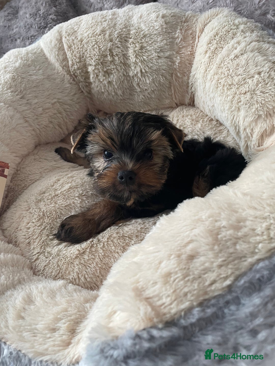 Yorkshire Terrier dogs for sale: Mini Yorkshire terrier puppies  - Image 6