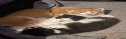 Mixed Breed cats for sale: 4 playful kittens ready to find their forever home - Advert 6