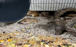 Gerbil rodents for sale: Persian Jirds - Image 4