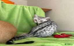Scottish Fold cats for sale: Beautiful kittens just for you - Image 12