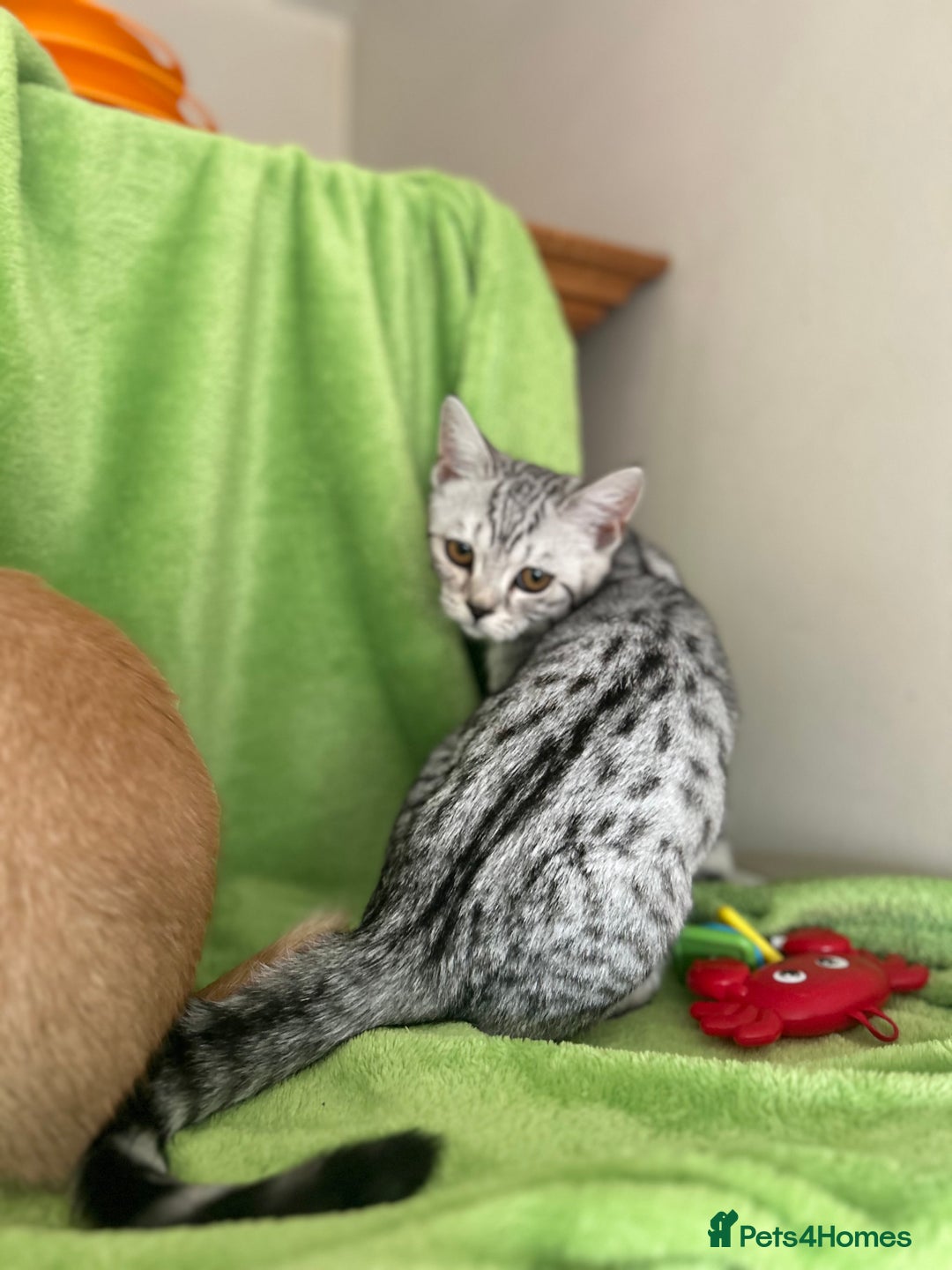 Scottish Fold cats for sale: Beautiful kittens just for you - Image 12