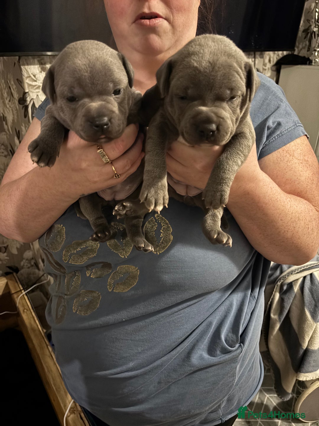 Staffordshire Bull Terrier dogs for sale: Staffy pups  - Advert 8