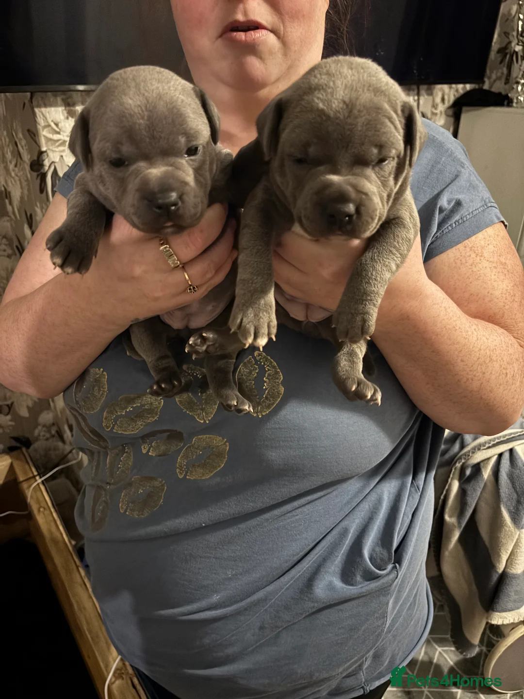 Staffordshire Bull Terrier dogs for sale: Staffy pups  - Advert 8