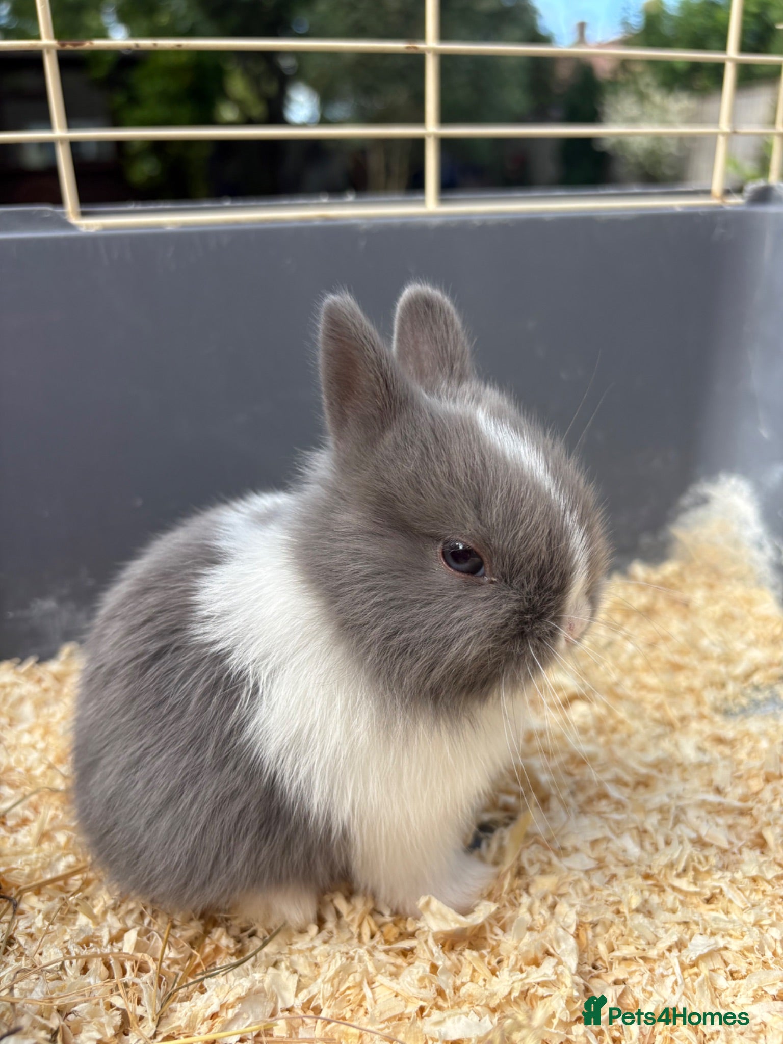 Netherland Dwarf rabbits  AVAILABLE NOW MIXED Netherland Dwarf litters  - Advert 16