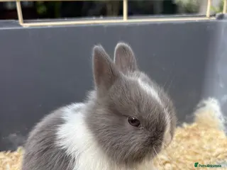 Netherland Dwarf rabbits AVAILABLE NOW MIXED Netherland Dwarf litters - Advert 16