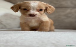Cocker Spaniel dogs for sale: Stunning cocker spaniel puppies  - Image 13