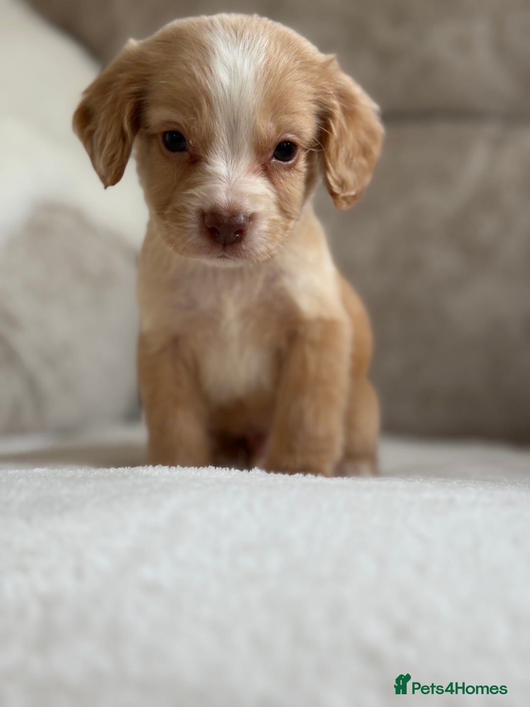 Cocker Spaniel dogs for sale: Stunning cocker spaniel puppies  - Image 13