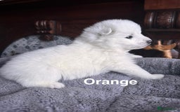 Samoyed dogs for sale: Samoyed Puppies — Ready to Reserve Now! - Image 16