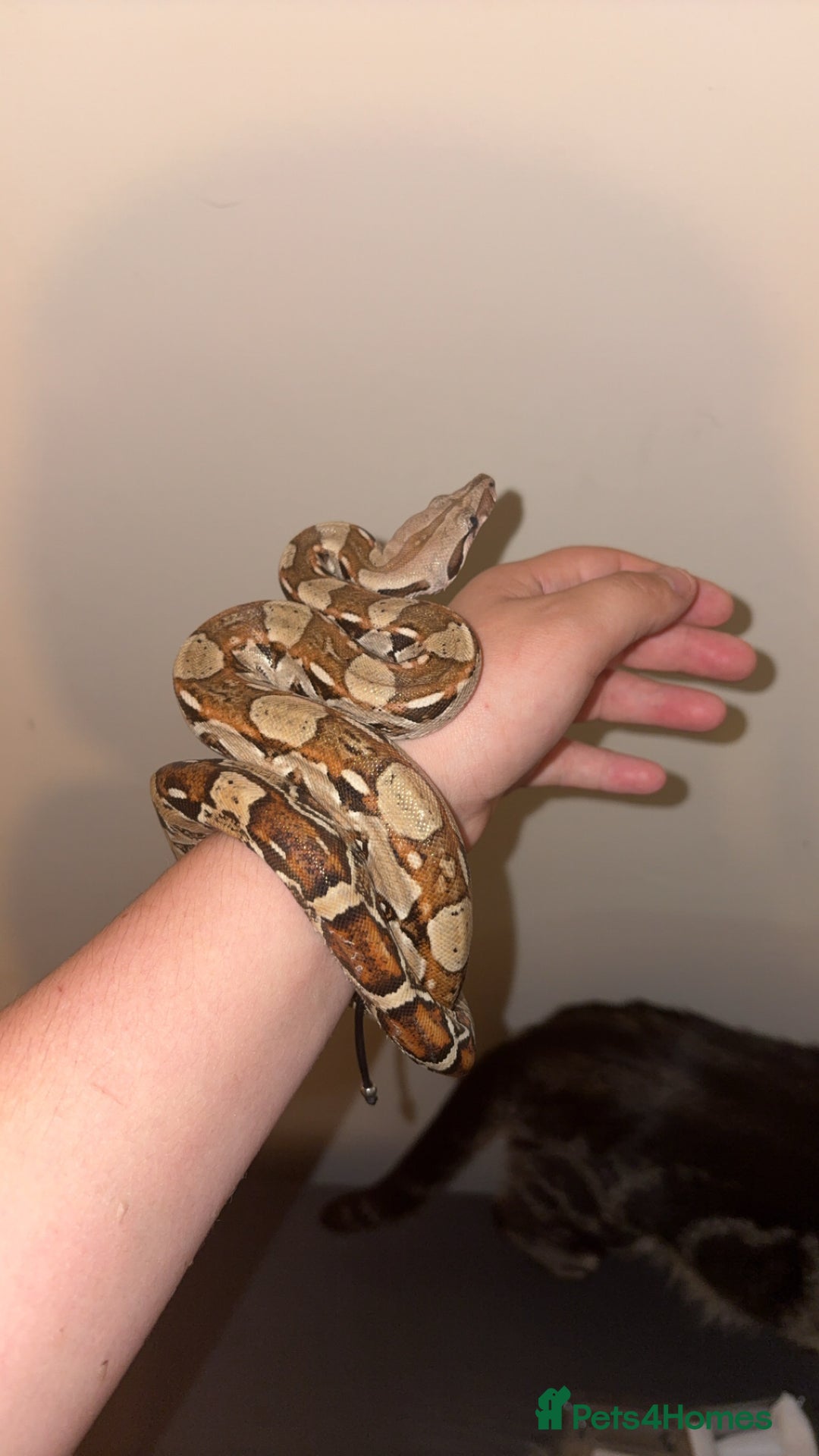 Boa Snake reptiles for sale: Male red tail boa for sale. - Advert 4