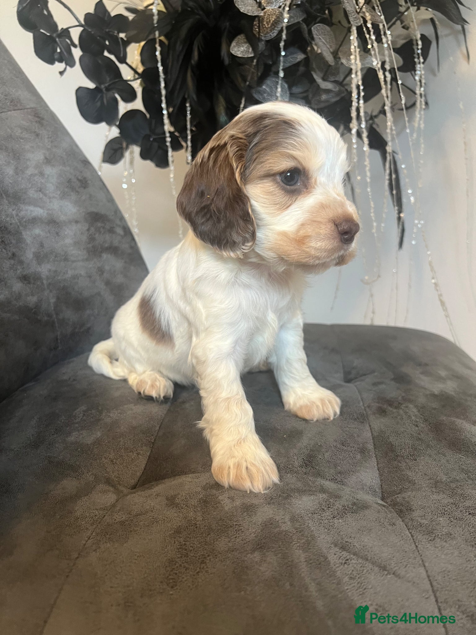 Cocker Spaniel dogs READY SOON Fabulous show type KC health tested.   - Advert 2