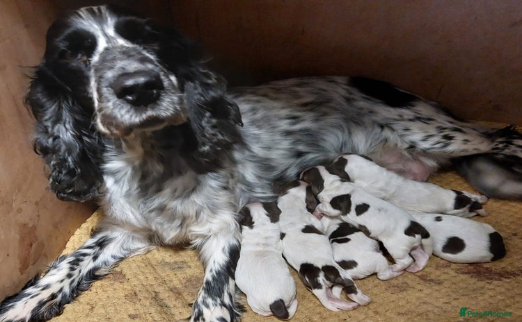 Cocker Spaniel dogs - Advert 4